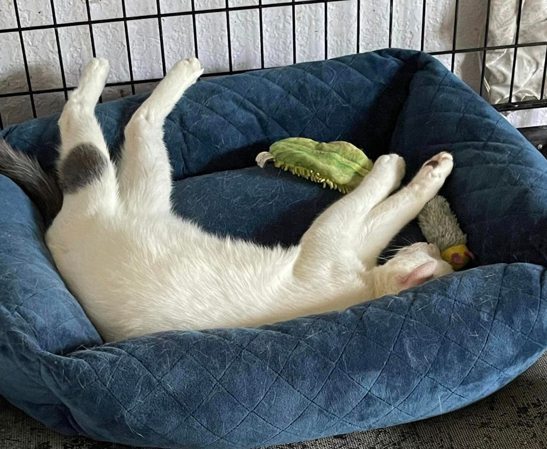 Loki, a Adoptable Domestic Short Hair in Lauderhill, FL image 5/10