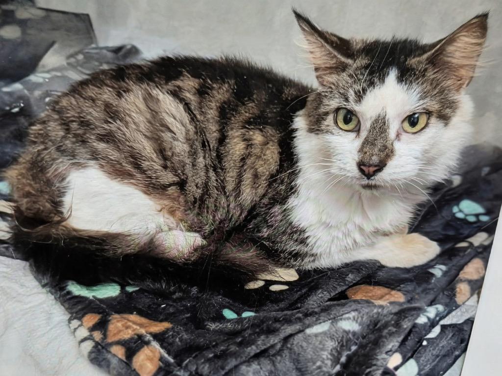 Enlarge Sugar Plum-Chill Cat!, a Adoptable mixed breed in Fort Myers, FL image 1/1