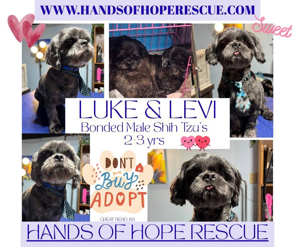 LUKE & LEVI, an adopted Shih Tzu in Great Bend, KS image 1/3