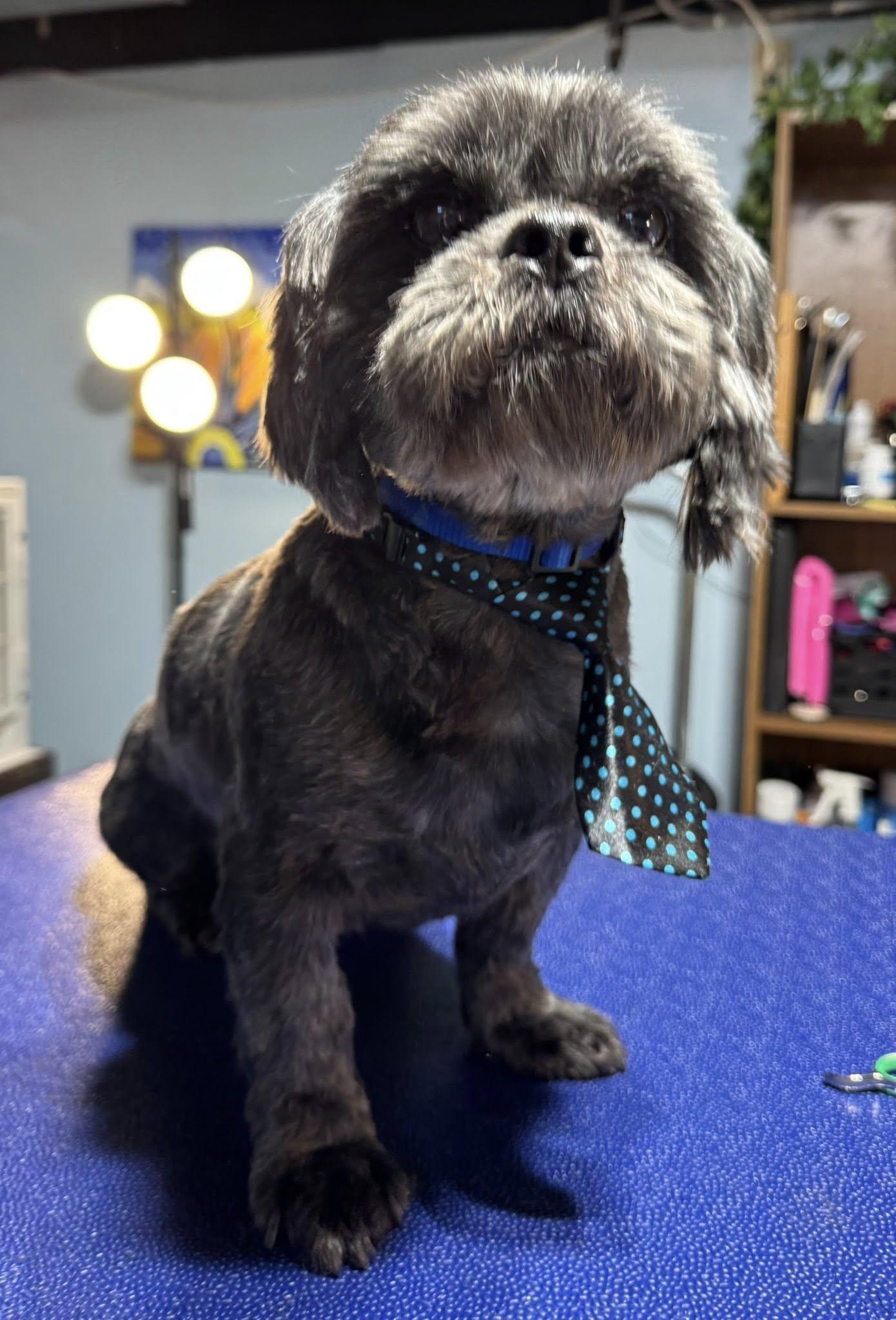 LUKE & LEVI, an adopted Shih Tzu in Great Bend, KS image 2/3