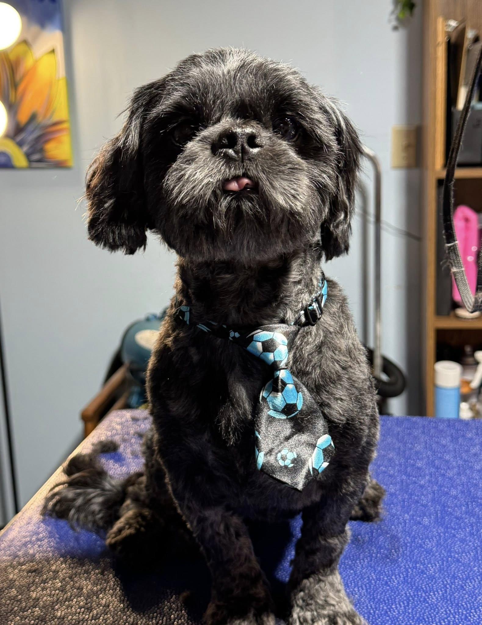 LUKE & LEVI, an adopted Shih Tzu in Great Bend, KS image 3/3