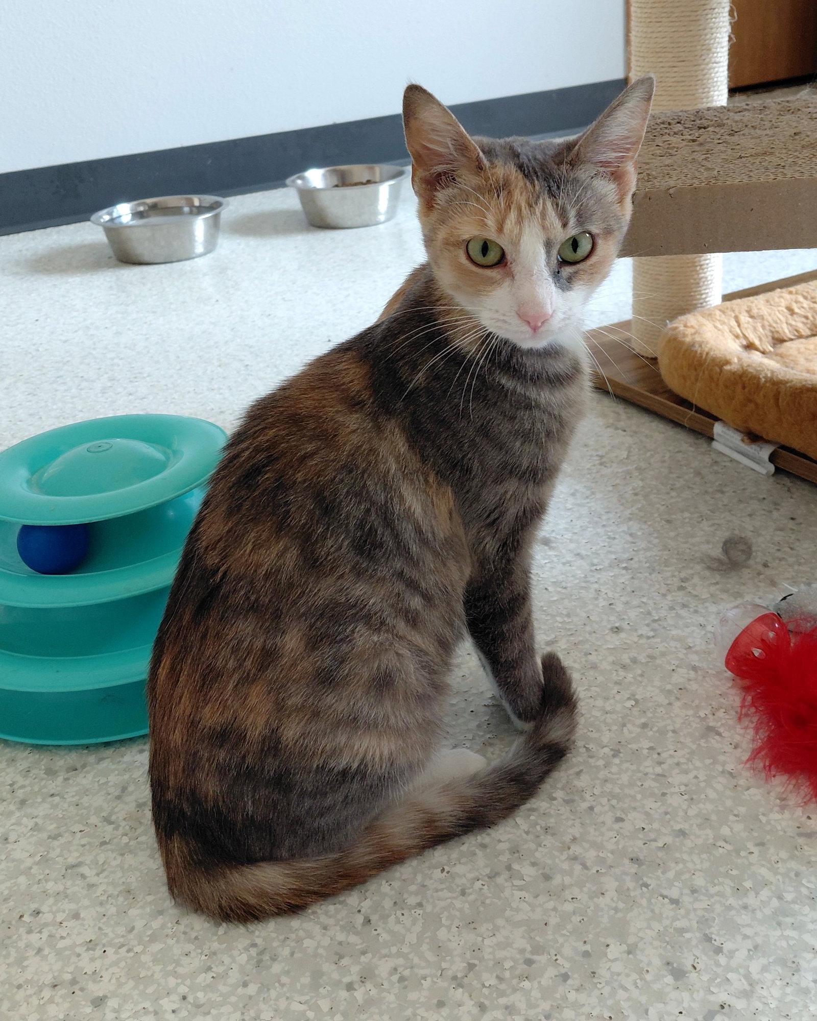 Jasmine, Adoptable, Adult Female Domestic Short Hair.
