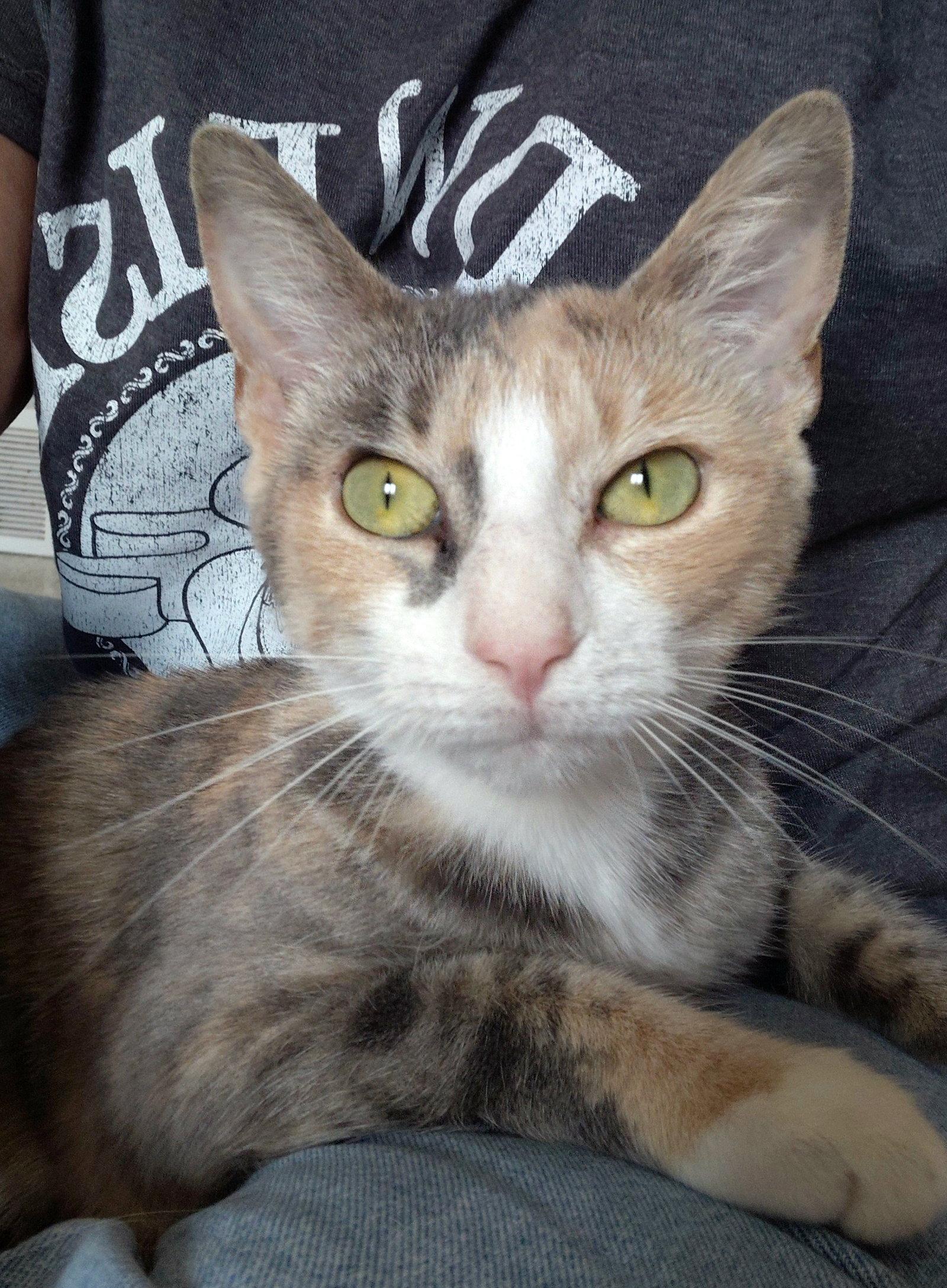 Enlarge Jasmine, a Adoptable Domestic Short Hair in Montello, WI image 2/3