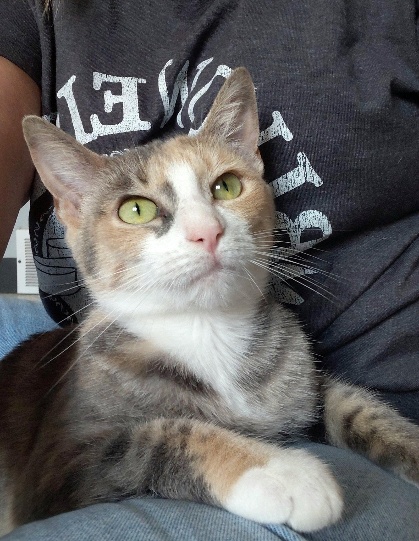 Enlarge Jasmine, a Adoptable Domestic Short Hair in Montello, WI image 3/3