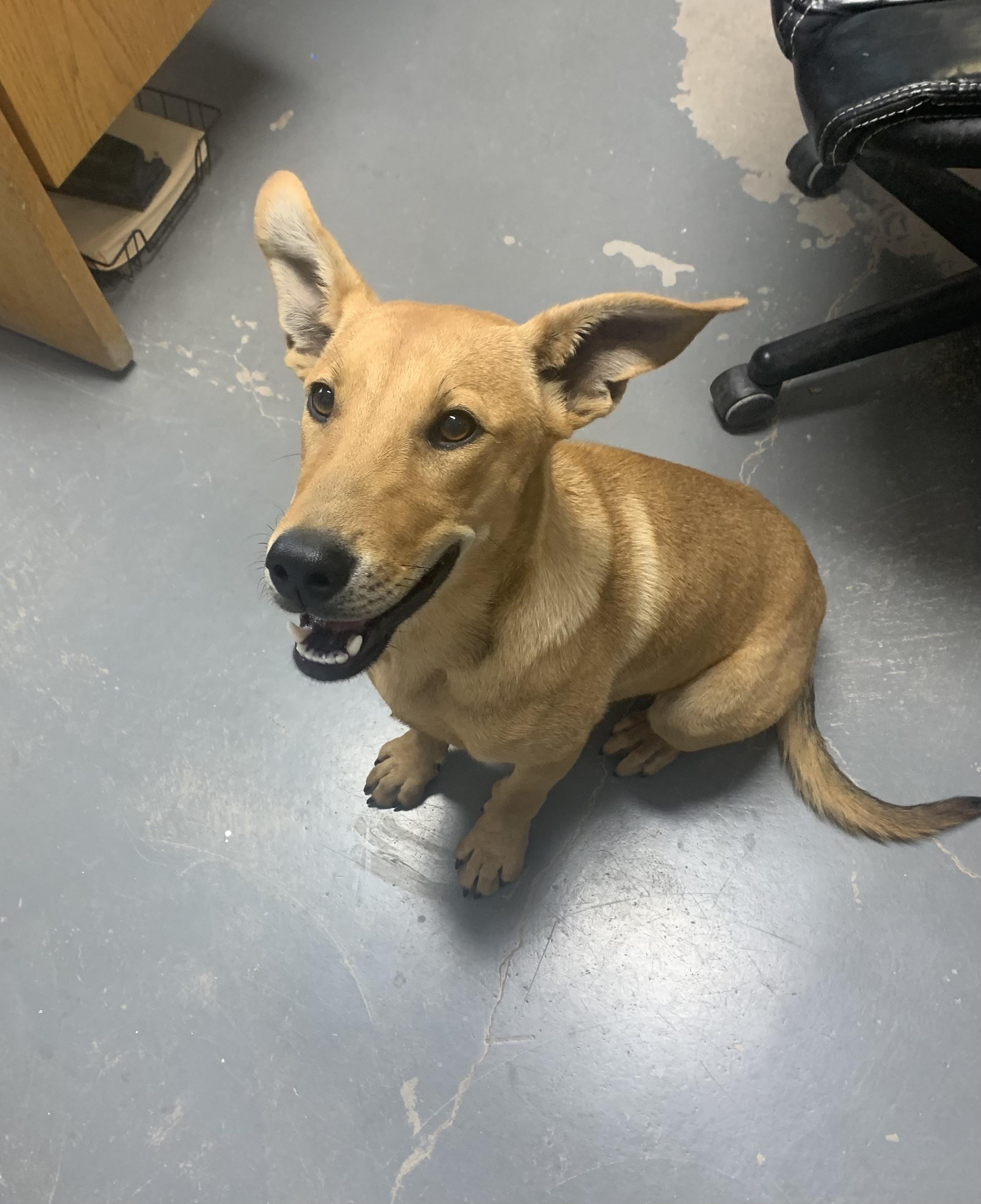 Enlarge Nelson, a Adoptable mixed breed in Bisbee, AZ image 1/1