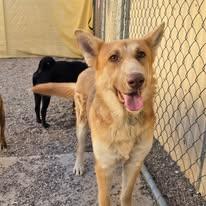Enlarge Dana, a Adoptable mixed breed in Tucson, AZ image 3/3