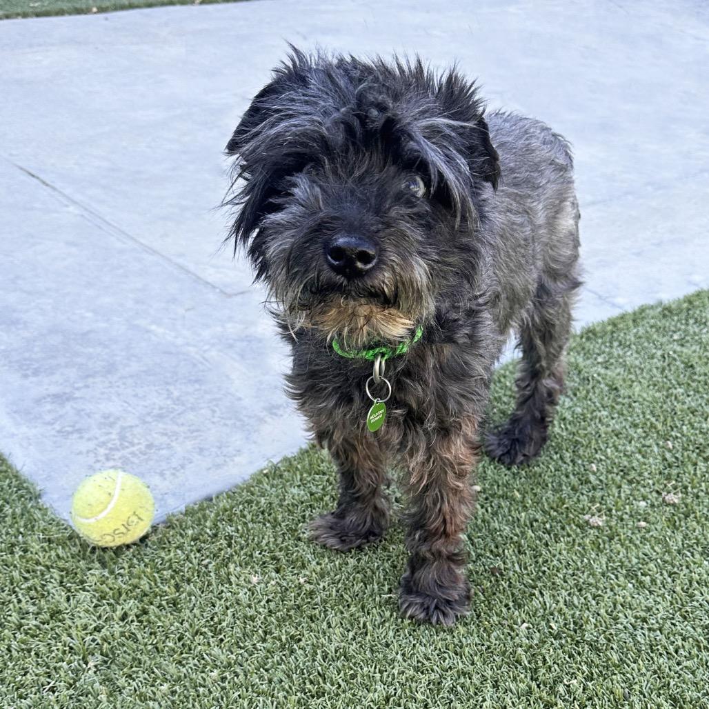 Walter, Adoptable, Senior Male Mixed Breed.