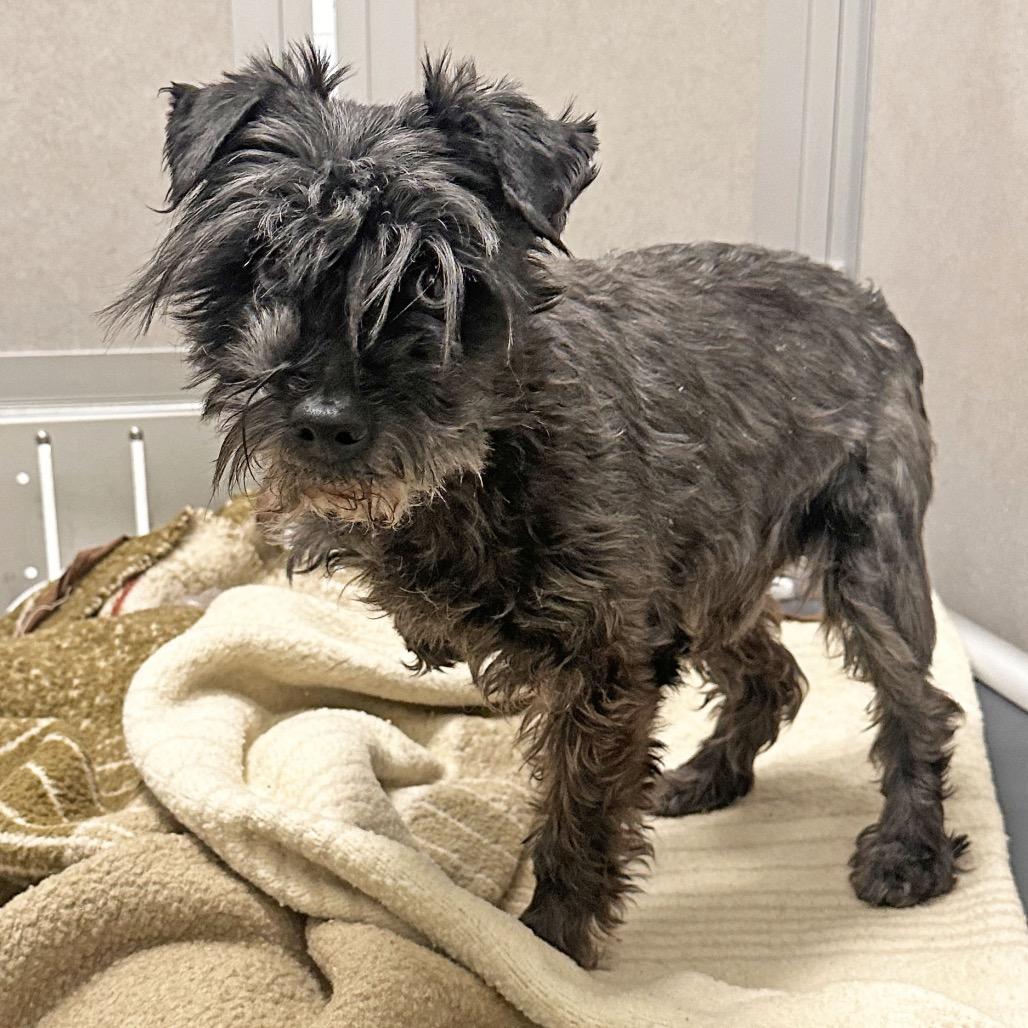 Walter, Adoptable, Senior Male Mixed Breed.