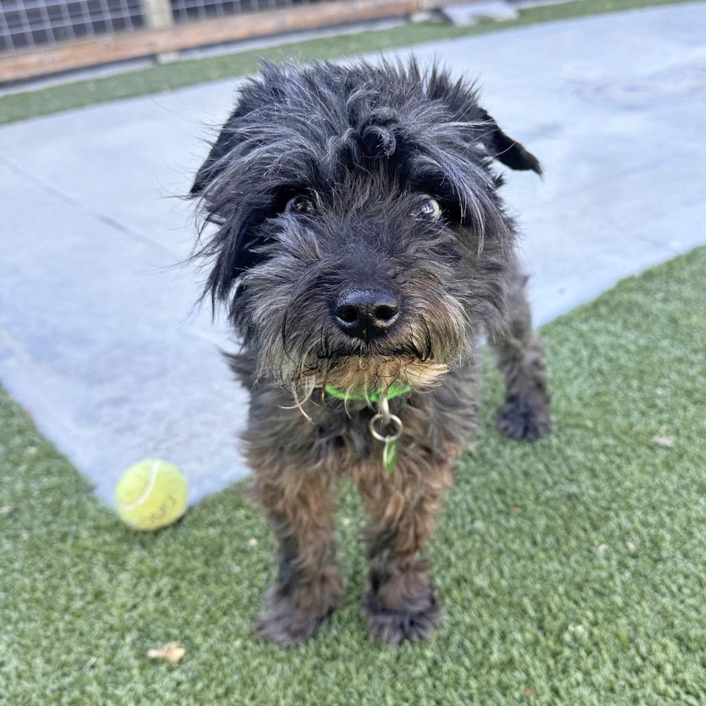 Walter, a Adoptable Mixed Breed in Hailey, ID image 3/5