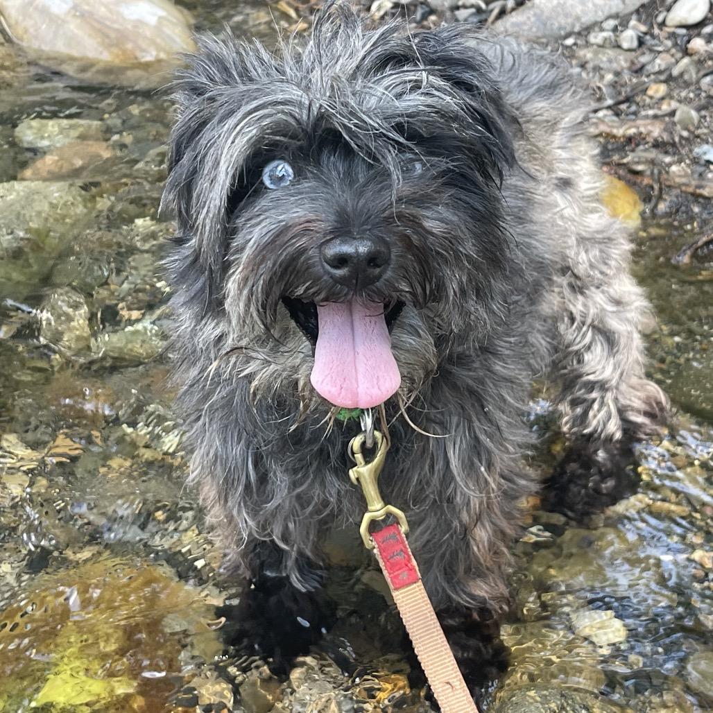 Walter, a Adoptable Mixed Breed in Hailey, ID image 4/6