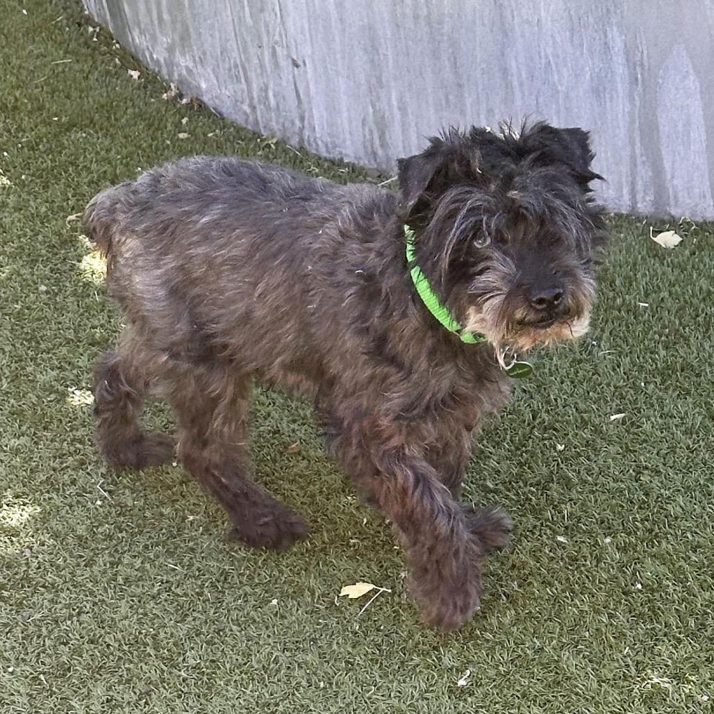 Walter, a Adoptable Mixed Breed in Hailey, ID image 4/5