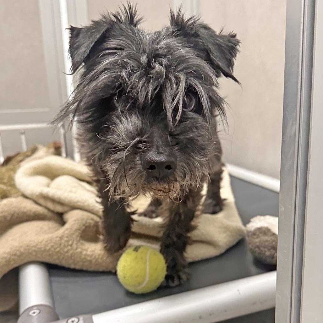 Walter, a Adoptable Mixed Breed in Hailey, ID image 2/2