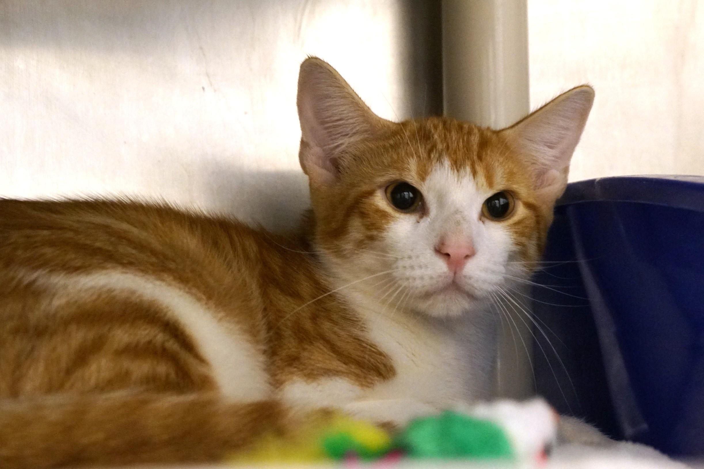 Enlarge Abu, an adopted Domestic Short Hair in New Milford, CT image 6/6