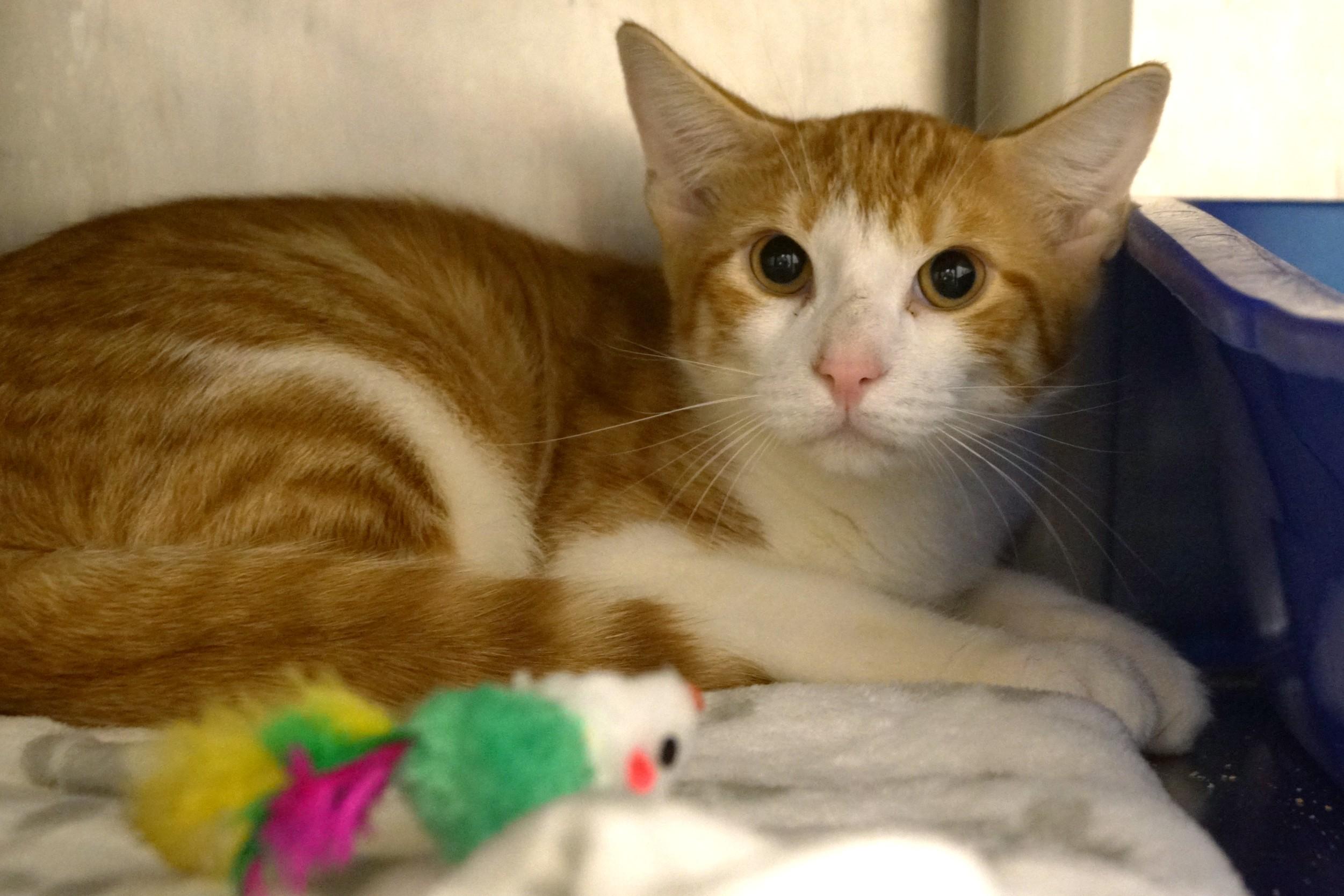 Abu, adopted, Young Male Domestic Short Hair.