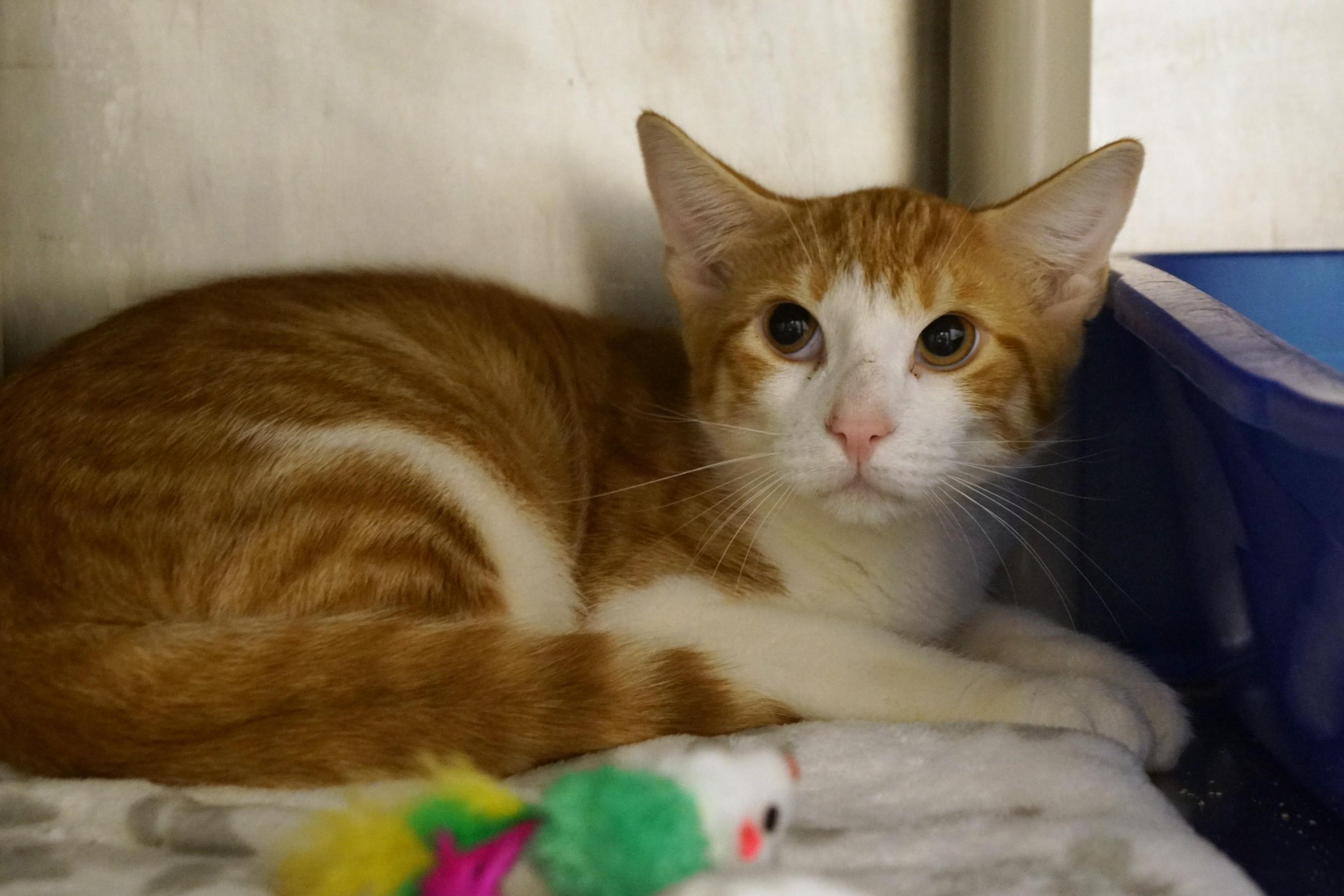 Enlarge Abu, an adopted Domestic Short Hair in New Milford, CT image 4/6