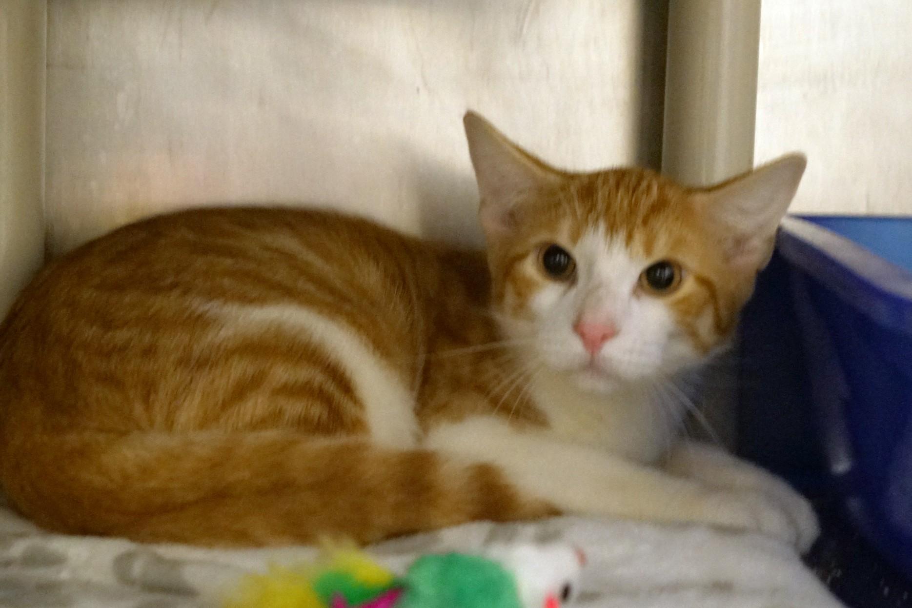 Enlarge Abu, an adopted Domestic Short Hair in New Milford, CT image 3/6