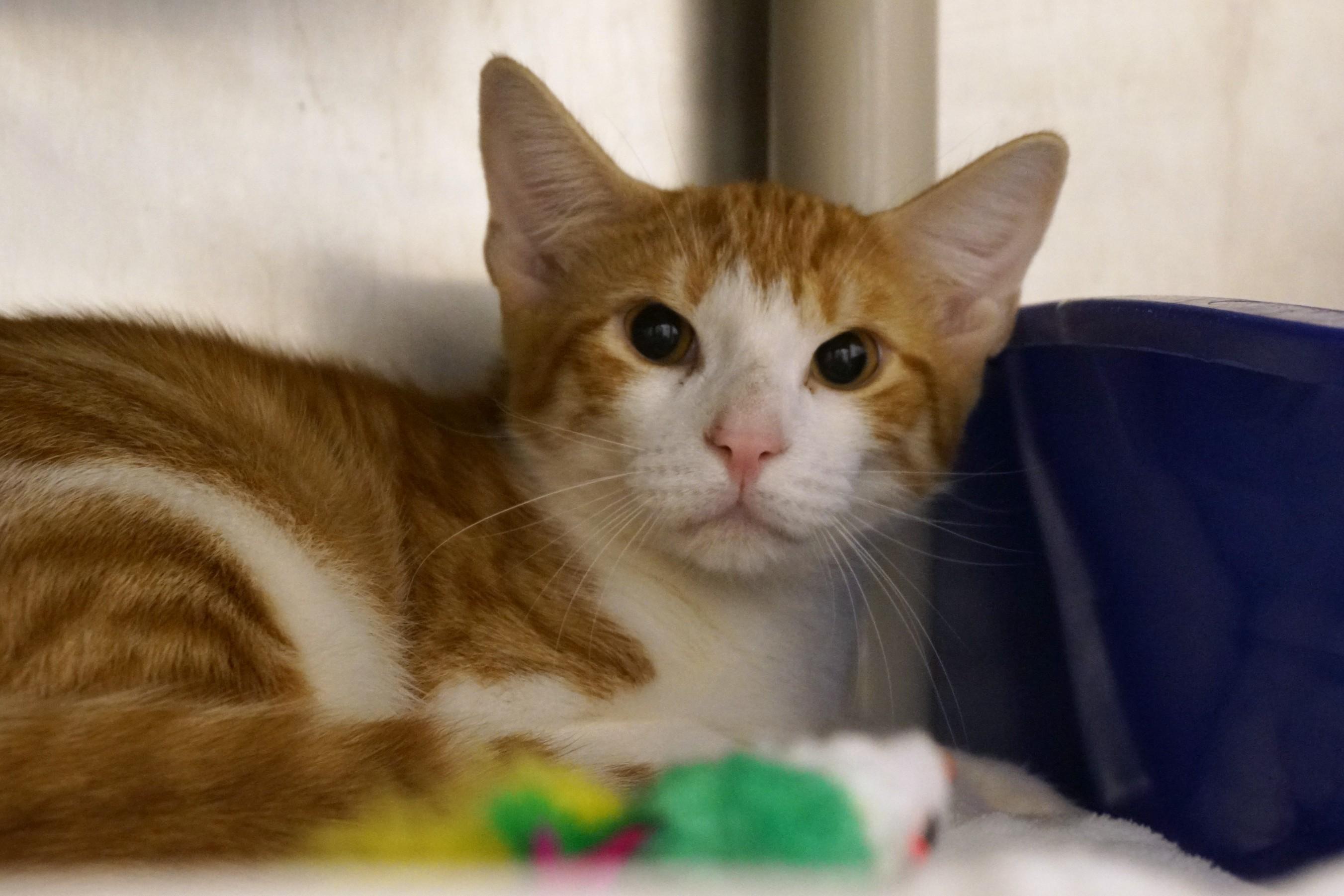 Enlarge Abu, an adopted Domestic Short Hair in New Milford, CT image 5/6