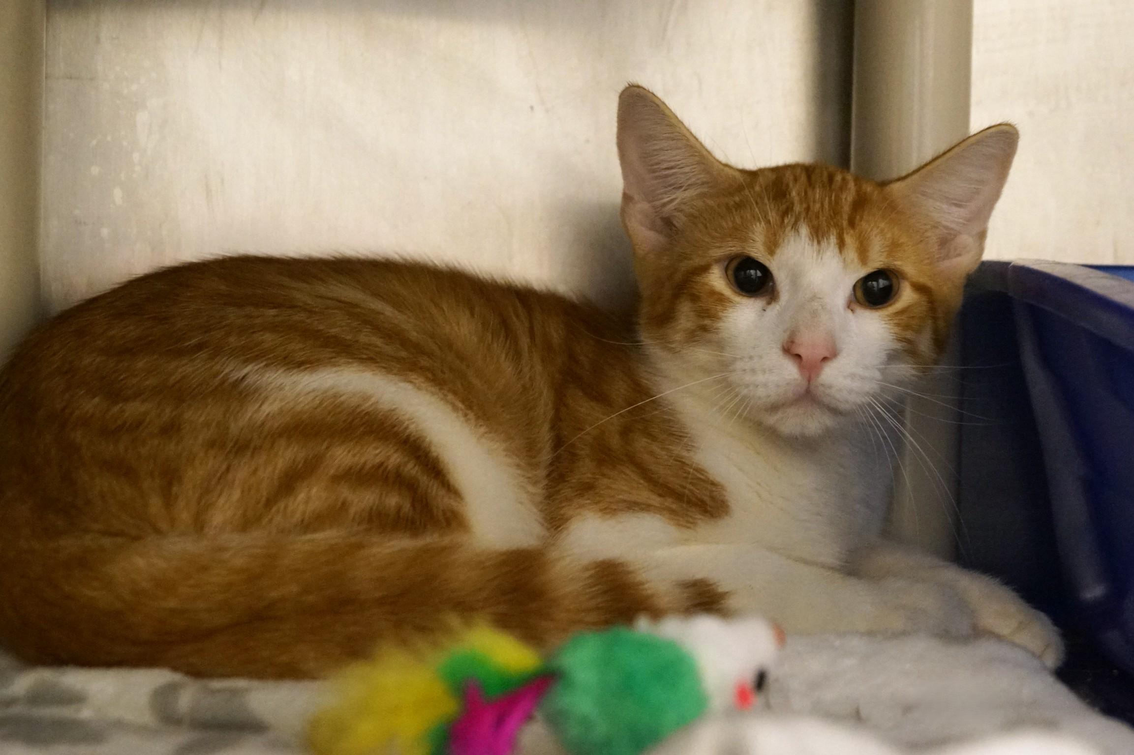 Enlarge Abu, an adopted Domestic Short Hair in New Milford, CT image 2/6