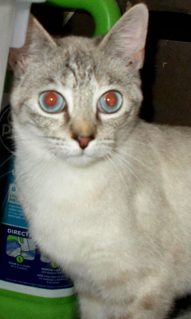 Taji, a Adoptable mixed breed in Chattanooga, TN image 1/5