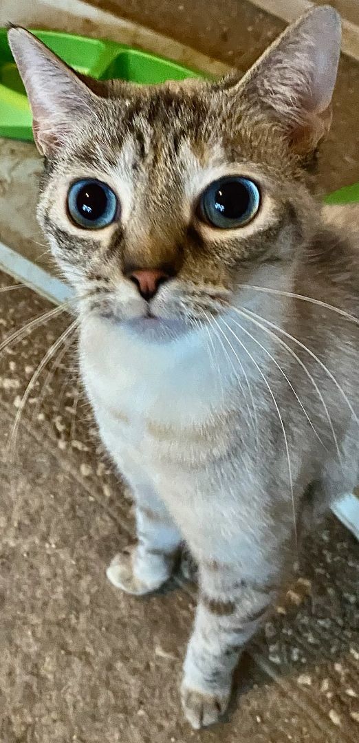 Taji, a Adoptable mixed breed in Chattanooga, TN image 2/5