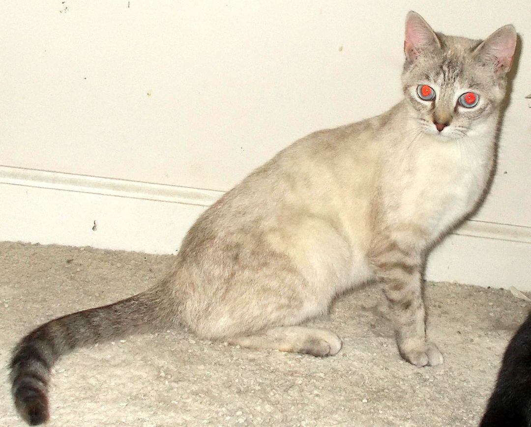 Taji 3