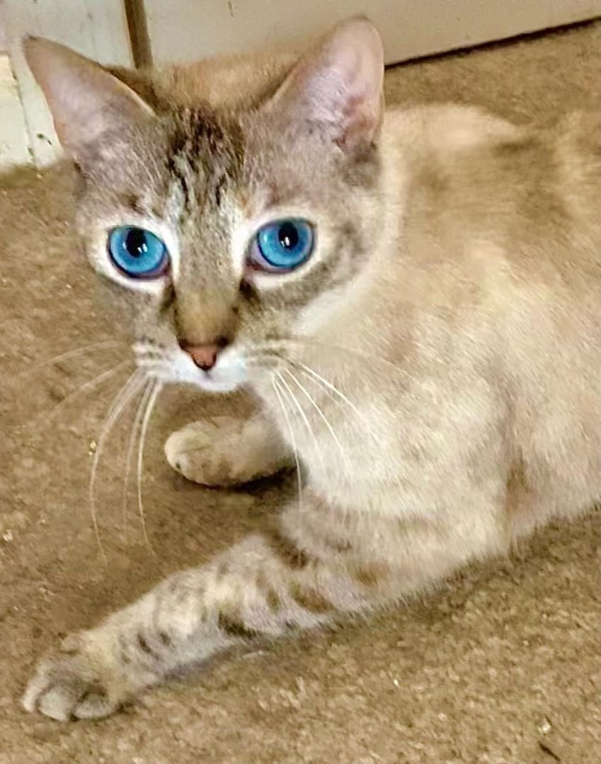 Taji, a Adoptable mixed breed in Chattanooga, TN image 4/5