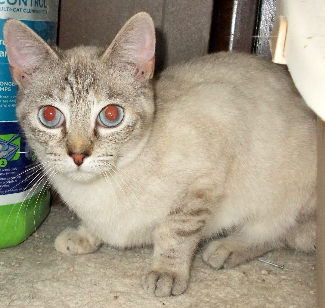 Taji, a Adoptable mixed breed in Chattanooga, TN image 5/5