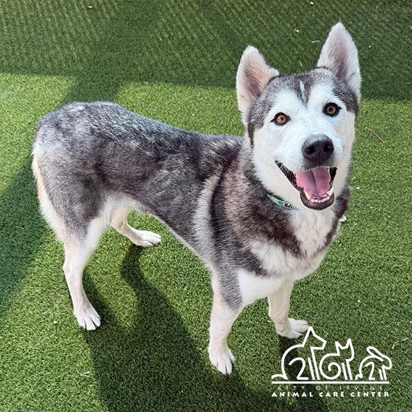 SNOW, Adoptable, Adult Male Siberian Husky.