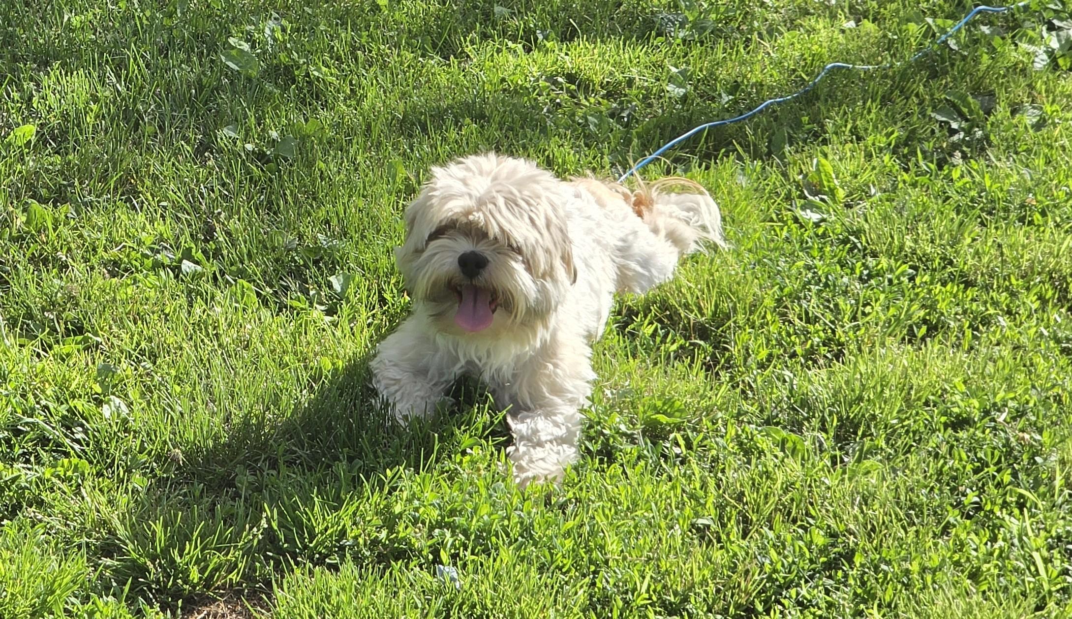 Ruby. ADOPTED, a ADOPTABLE Shih Tzu in Union Grove, WI image 3/4