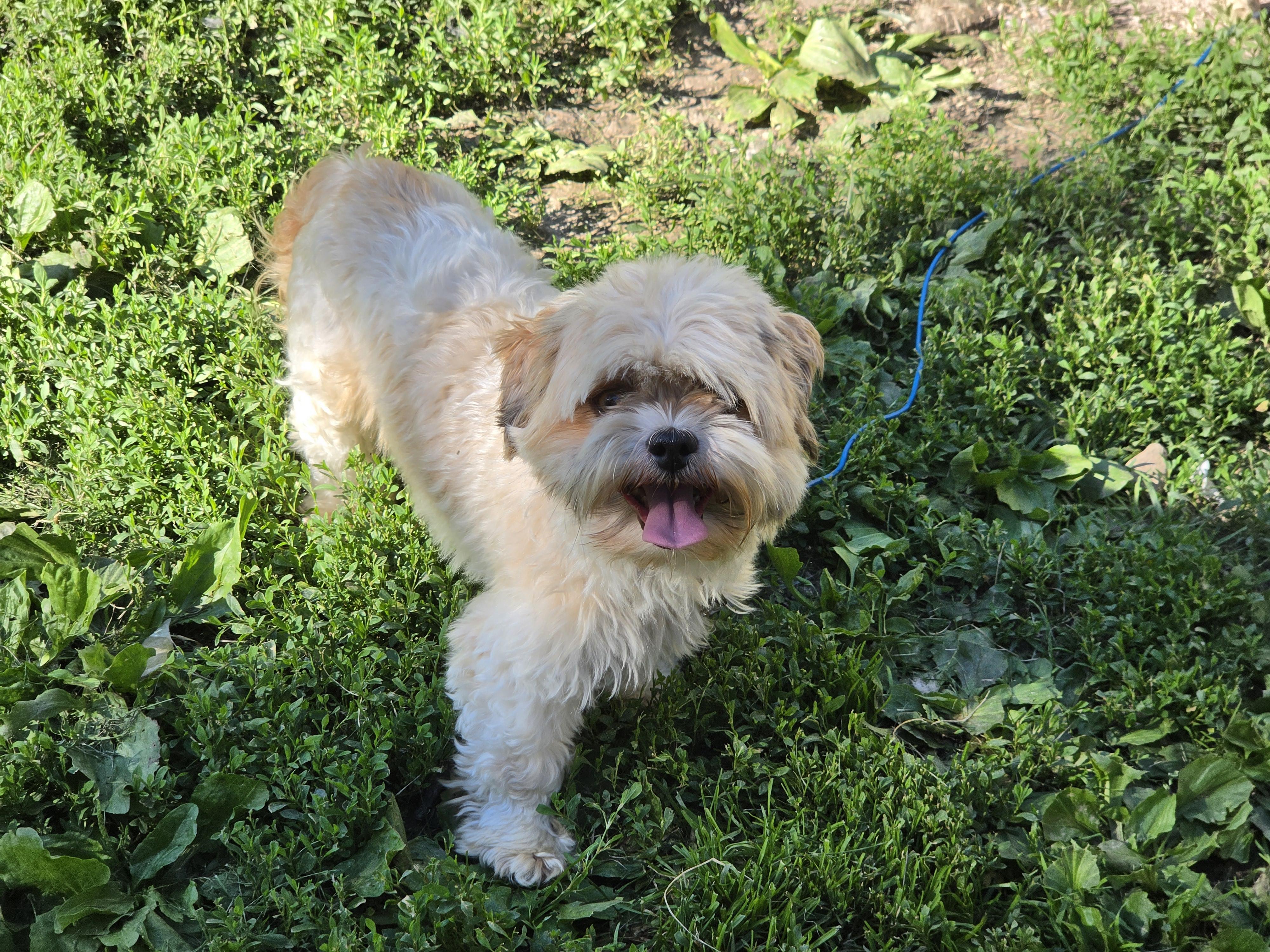 Ruby. ADOPTED, ADOPTABLE, Young Female Shih Tzu.