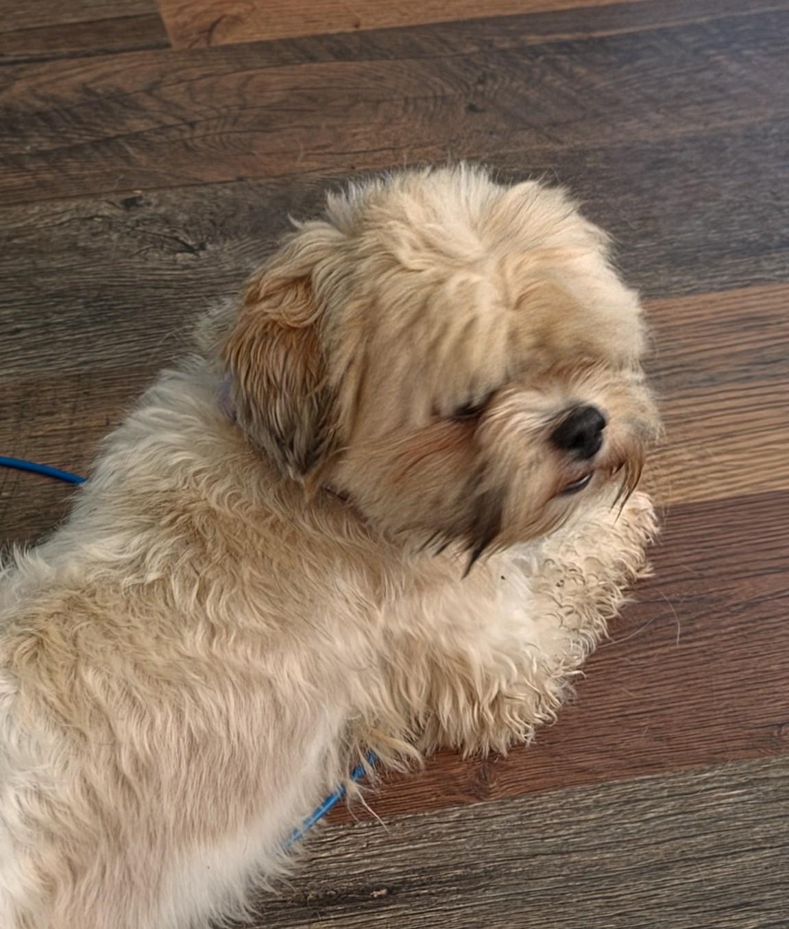Ruby. ADOPTED, a ADOPTABLE Shih Tzu in Union Grove, WI image 4/4