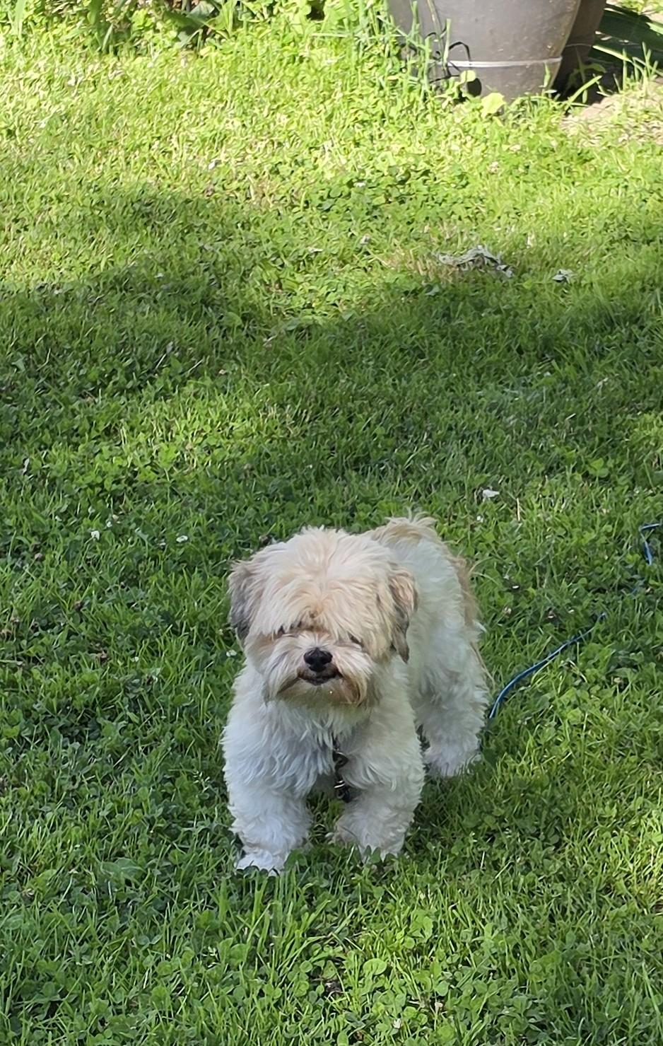 Ruby. ADOPTED, a ADOPTABLE Shih Tzu in Union Grove, WI image 2/4
