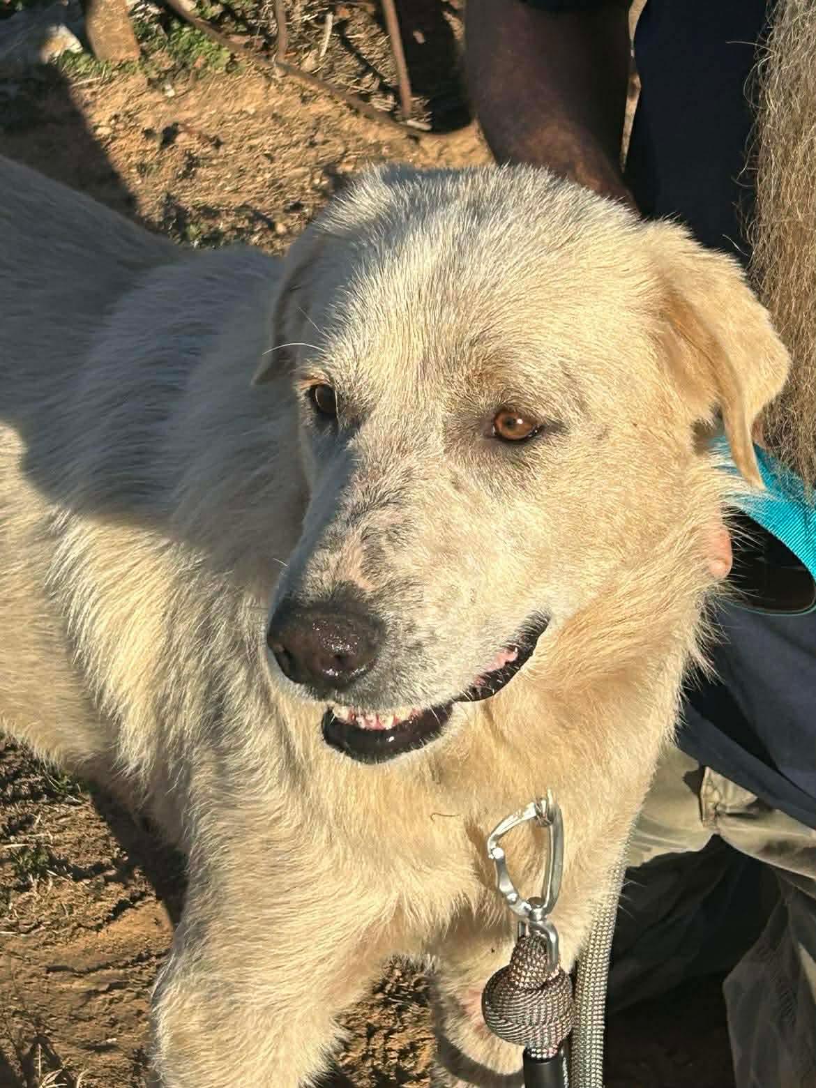 Enlarge Wesley, a Adoptable Great Pyrenees in Seminole, OK image 6/6
