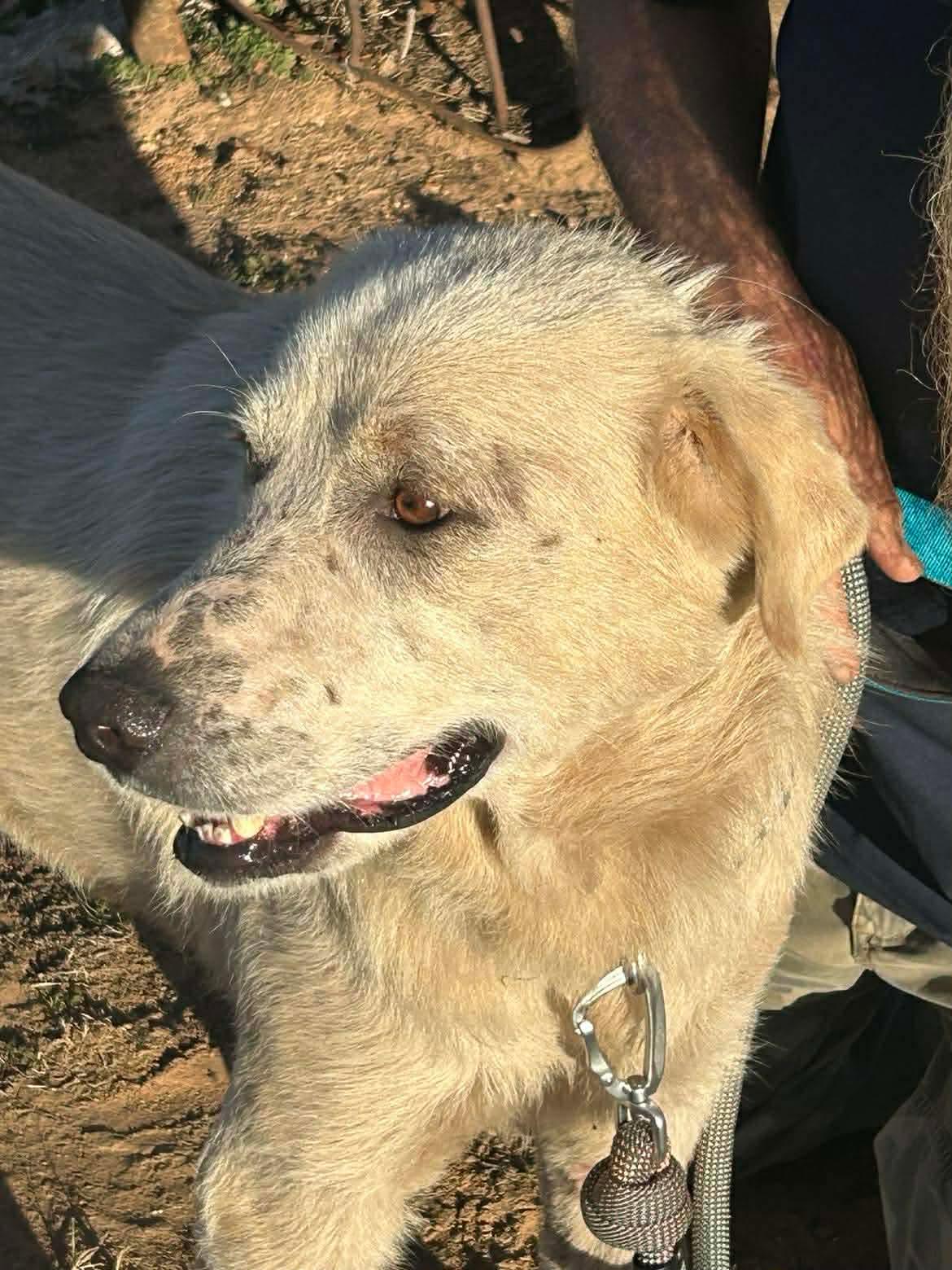 Enlarge Wesley, a Adoptable Great Pyrenees in Seminole, OK image 5/6