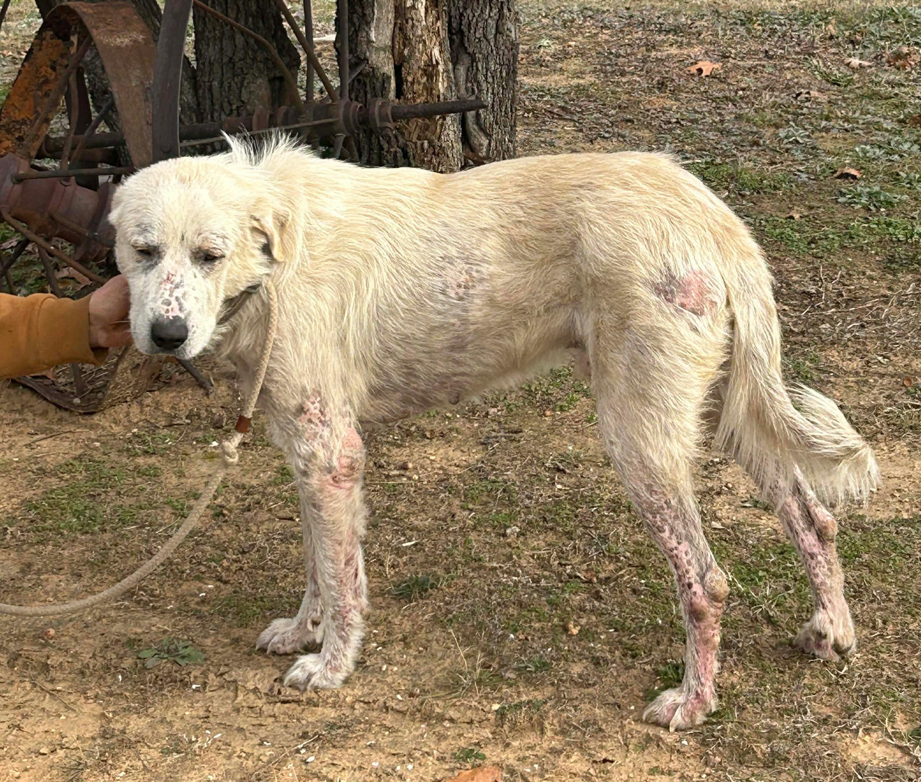 Enlarge Wesley, a Adoptable Great Pyrenees in Seminole, OK image 2/2