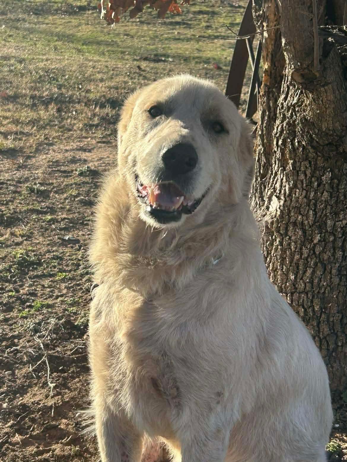 Wesley, Adoptable, Adult Male Great Pyrenees.