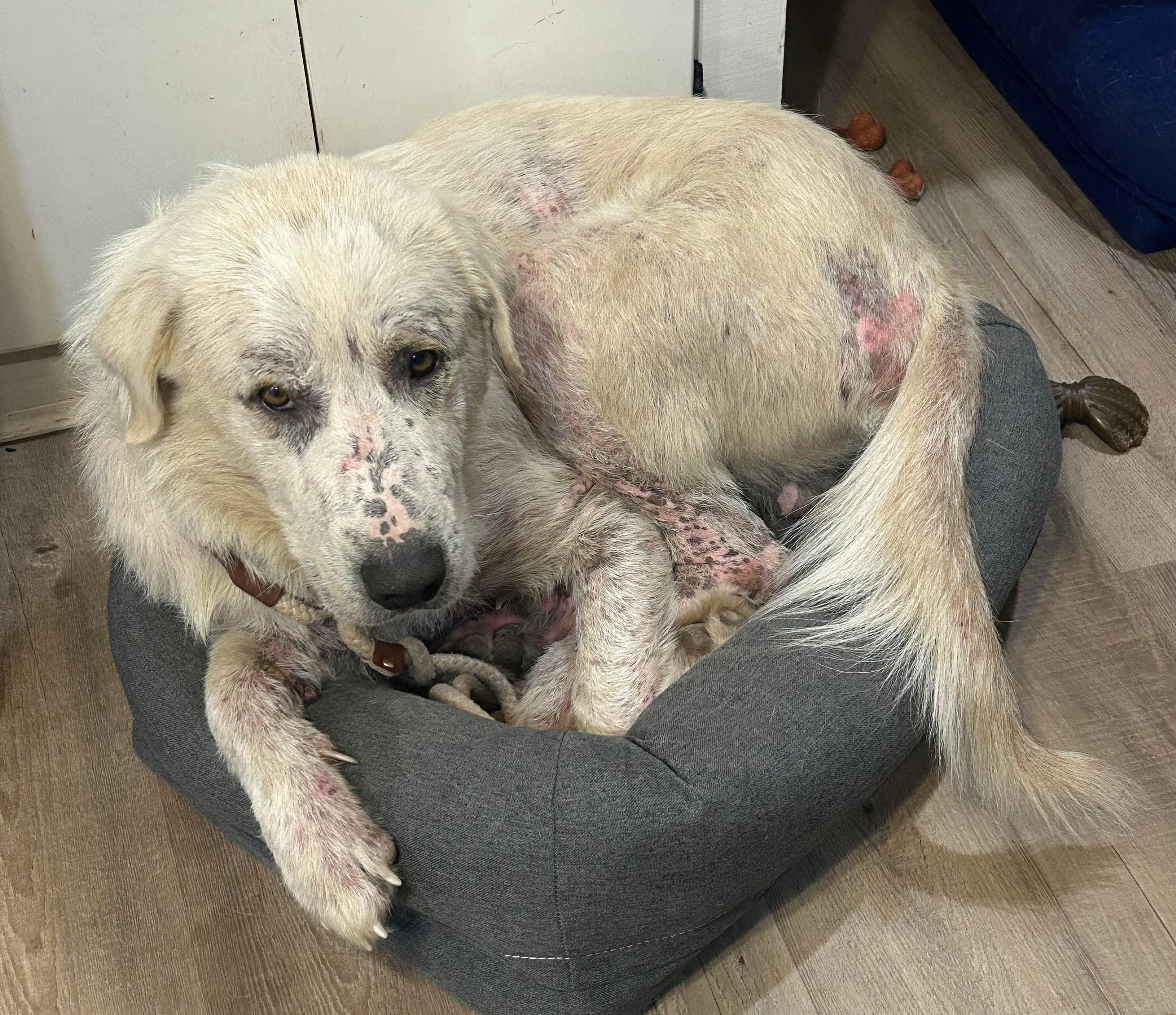 Wesley, Adoptable, Adult Male Great Pyrenees.