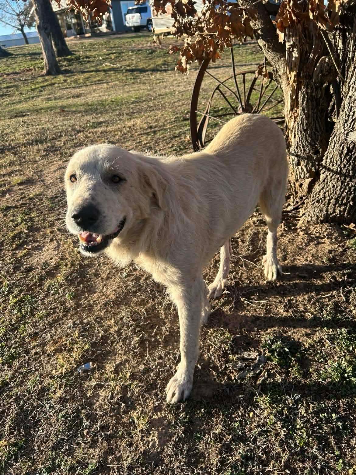 Enlarge Wesley, a Adoptable Great Pyrenees in Seminole, OK image 3/6