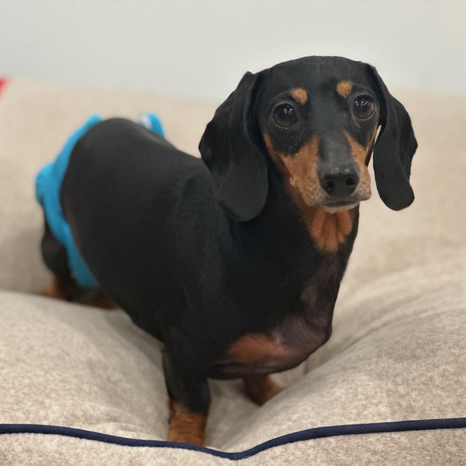 Lucy (Medical Recovery), a Adoptable Dachshund in Portland, OR image 1/6