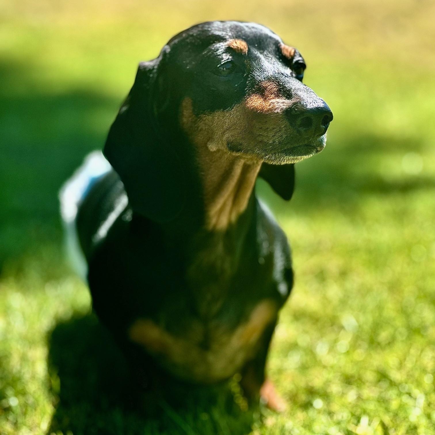 Lucy (Medical Recovery), a Adoptable Dachshund in Portland, OR image 4/6