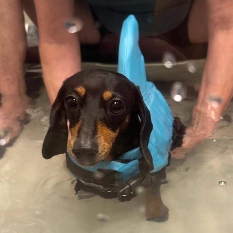 Lucy (Medical Recovery), a Adoptable Dachshund in Portland, OR image 3/6