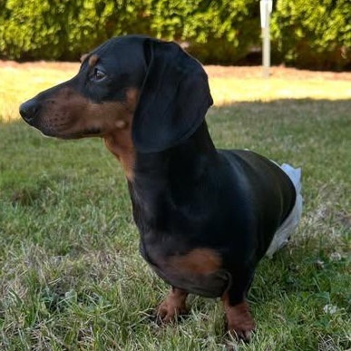 Lucy (Medical Recovery), a Adoptable Dachshund in Portland, OR image 6/6