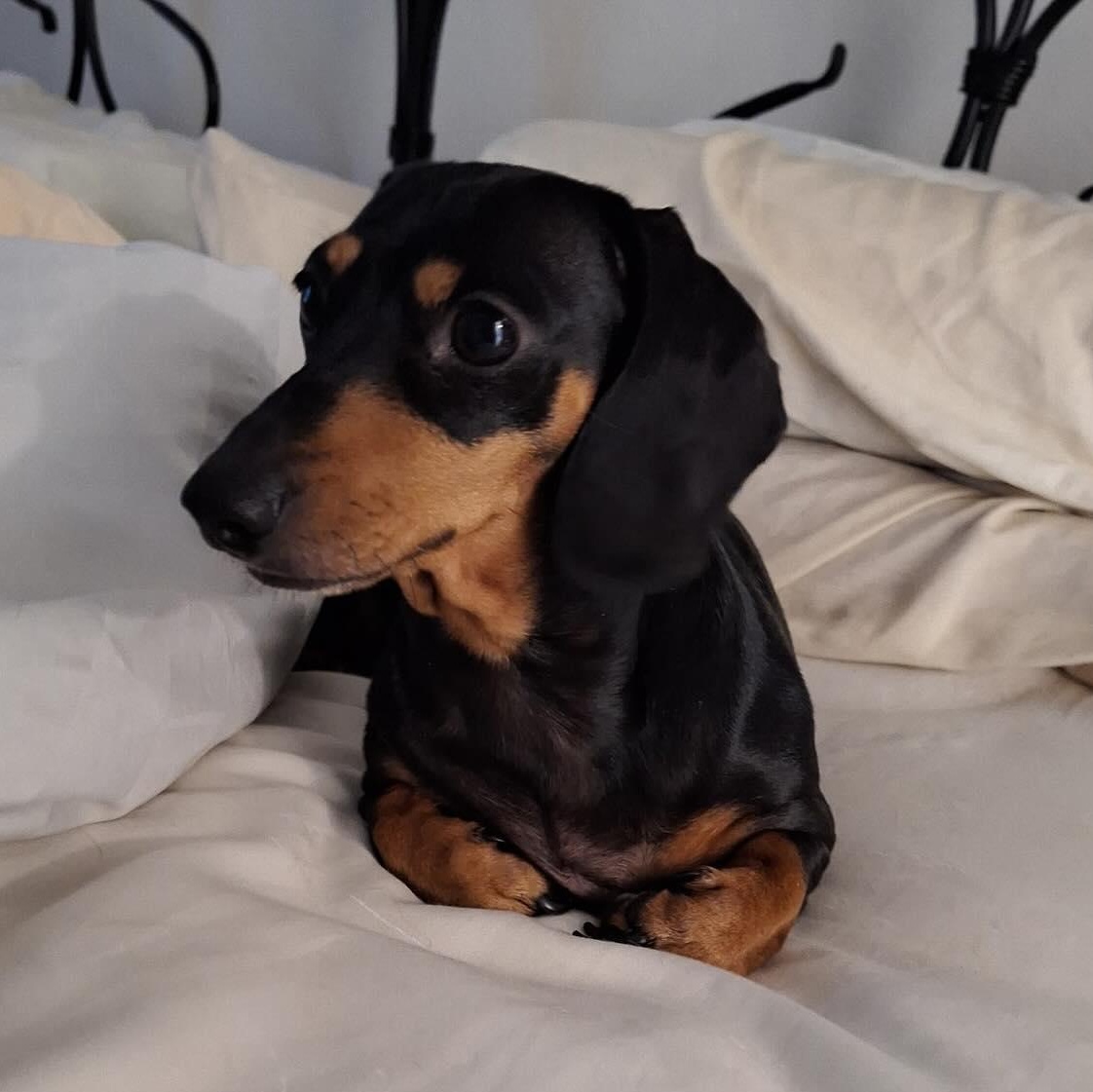 Lucy (Medical Recovery)