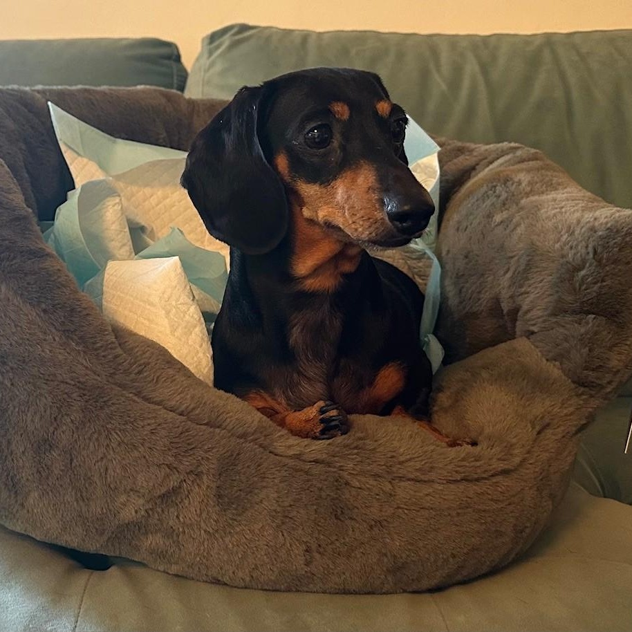 Lucy (Medical Recovery), a Adoptable Dachshund in Portland, OR image 5/6