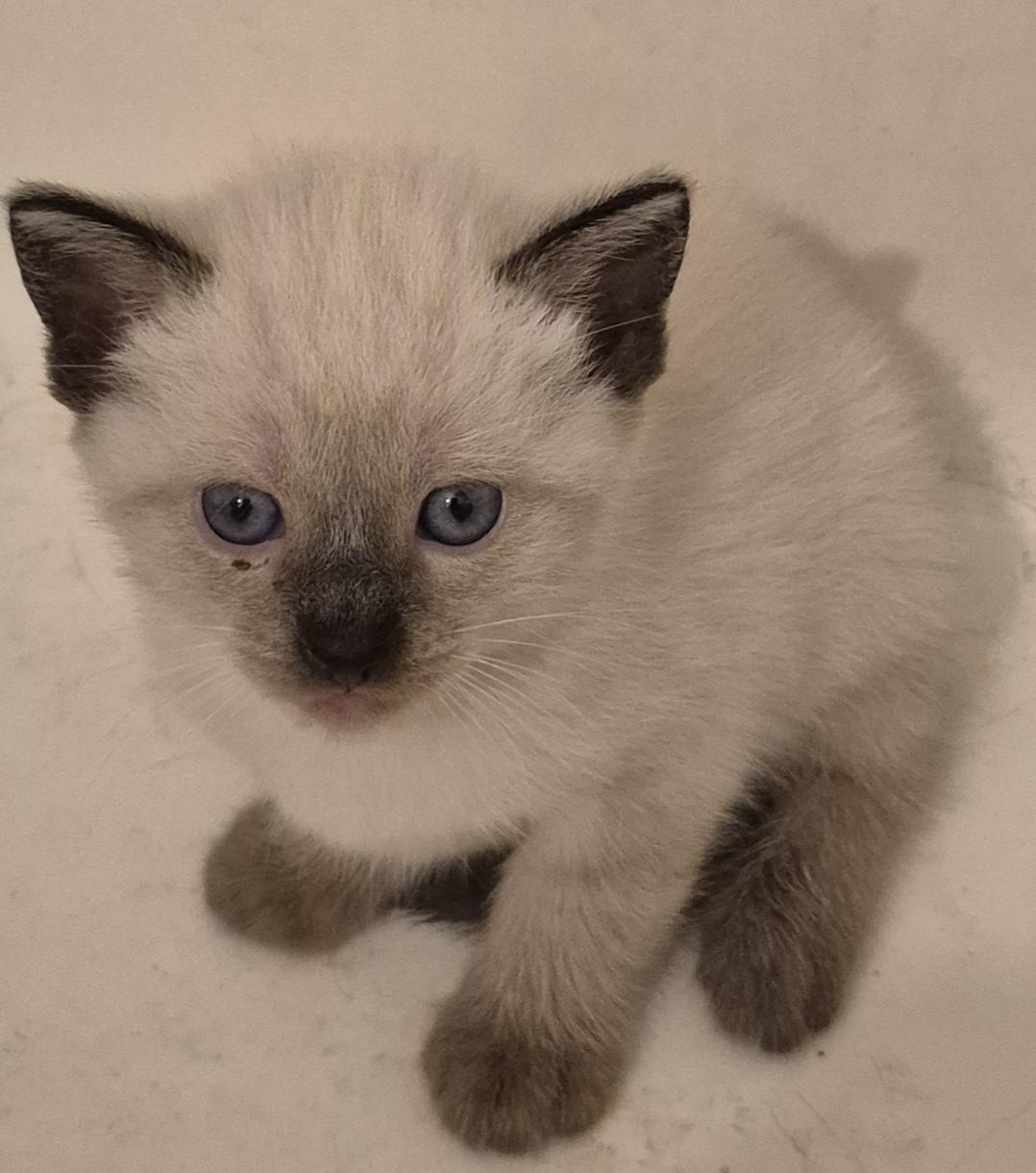MILEY, Adopted, Kitten Female Siamese & Maine Coon.