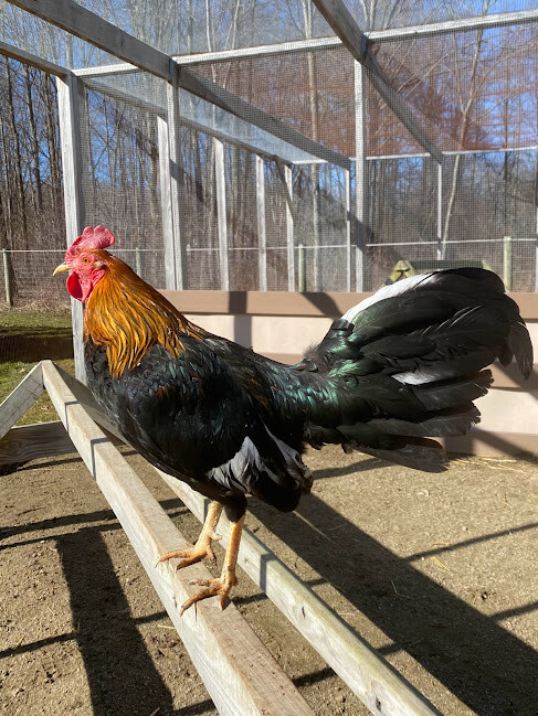 Remy, an adopted Chicken in Ravenna, OH_image-1