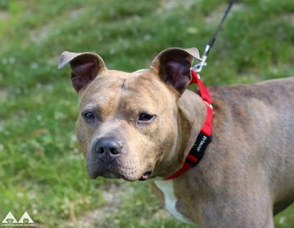 Binki, Adoptable, Adult Male Pit Bull Terrier & Mixed Breed.