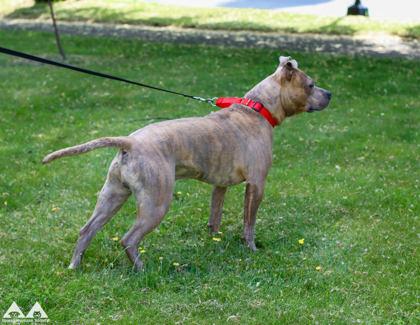 Binki, a Adoptable mixed breed in Lowell, MA image 2/3