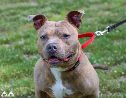 Binki, a Adoptable mixed breed in Lowell, MA image 3/3