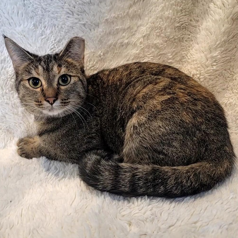 Enlarge Becca, an adopted Domestic Short Hair in Saint Paul, MN image 4/4